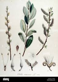 Attēlu rezultāti vaicājumam “Salix cinerea leaf”