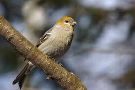 Image result for Pinicola enucleator