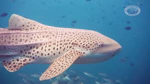 Image result for Stegostoma tigrinum