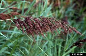 Attēlu rezultāti vaicājumam “Phragmites communis flower”