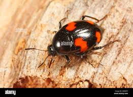 Attēlu rezultāti vaicājumam “Scaphidium quadrimaculatum”