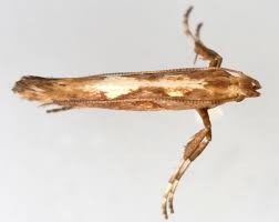 Attēlu rezultāti vaicājumam “Calybites phasianipennella”