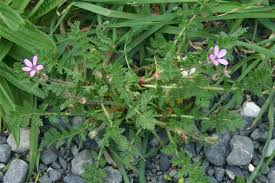 Attēlu rezultāti vaicājumam “Erodium cicutarium”