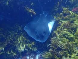 Image result for Bathytoshia brevicaudata