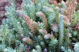 Attēlu rezultāti vaicājumam “Sedum rupestre”