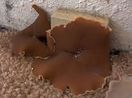 Attēlu rezultāti vaicājumam “Peziza repanda”