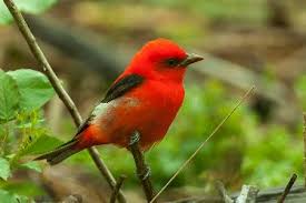 Image result for Piranga olivacea