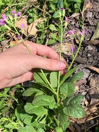 Attēlu rezultāti vaicājumam “Raphanus sativus”