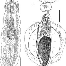 Image result for Platycephalus speculator