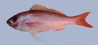 Image result for Rhomboplites aurorubens