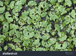 Attēlu rezultāti vaicājumam “Ricciocarpos natans”