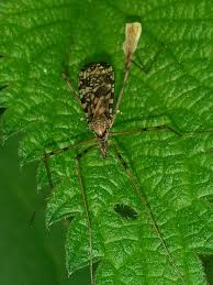 Attēlu rezultāti vaicājumam “Epiphragma ocellare”