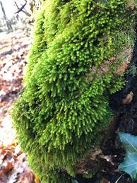 Attēlu rezultāti vaicājumam “Anomodon viticulosus sporophyte”