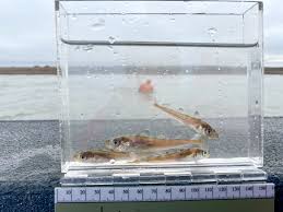 Image result for Boreogadus saida