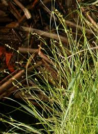 Attēlu rezultāti vaicājumam “Carex appropinquata fruit”