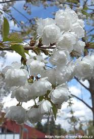 Attēlu rezultāti vaicājumam “Prunus avium flower”