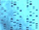 Natural Science: DNA-