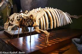 Attēlu rezultāti vaicājumam “Skeletocutis stellae”