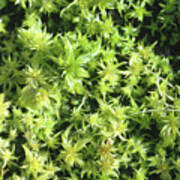 Attēlu rezultāti vaicājumam “Sphagnum squarrosum”