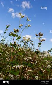 Attēlu rezultāti vaicājumam “Fagopyrum esculentum flower”