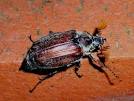 arthropodes pronunciation