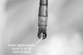 Attēlu rezultāti vaicājumam “Lestes dryas male”