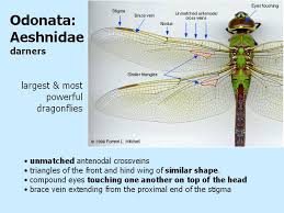 Attēlu rezultāti vaicājumam “Aeshnidae”