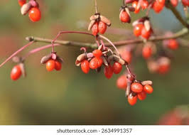 Attēlu rezultāti vaicājumam “Euonymus verrucosus fruit”