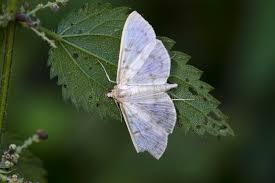 Attēlu rezultāti vaicājumam “Pleuroptya ruralis”