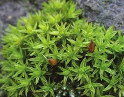 Attēlu rezultāti vaicājumam “Orthotrichum anomalum”