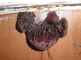 Attēlu rezultāti vaicājumam “Brefeldia maxima”