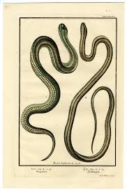 Attēlu rezultāti vaicājumam “Serpentes”