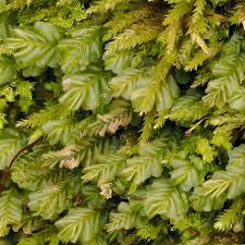 Attēlu rezultāti vaicājumam “Conocephalum salebrosum sporophyte”