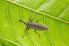 Attēlu rezultāti vaicājumam “Lixus iridis”