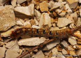 Attēlu rezultāti vaicājumam “Lasiocampa quercus imago”