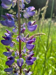 Image result for Lupinus polyphyllus Lindl.