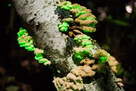 Attēlu rezultāti vaicājumam “Panellus stipticus”