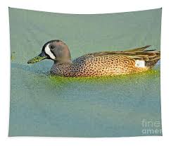 Image result for Anas discors