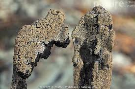 Attēlu rezultāti vaicājumam “Hypocenomyce scalaris”