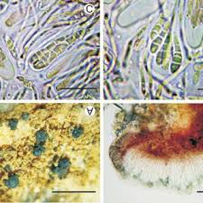 Attēlu rezultāti vaicājumam “Bacidia subincompta”