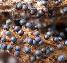 Attēlu rezultāti vaicājumam “Physarum leucopus”