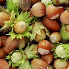 Attēlu rezultāti vaicājumam “Corylus avellana fruit”