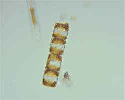 Attēlu rezultāti vaicājumam “Batrachospermum moniliforme”