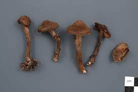 Attēlu rezultāti vaicājumam “Inocybe lanuginosa”