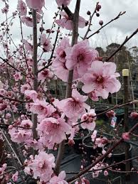 Attēlu rezultāti vaicājumam “Prunus (plum-tree) flower”