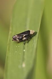 Attēlu rezultāti vaicājumam “Philaenus spumarius”