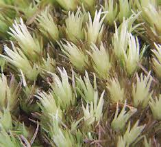 Attēlu rezultāti vaicājumam “Leucobryum juniperoideum”