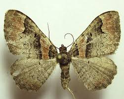 Attēlu rezultāti vaicājumam “Catarhoe rubidata”