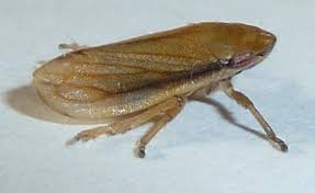 Attēlu rezultāti vaicājumam “Neophilaenus lineatus”