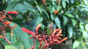 Attēlu rezultāti vaicājumam “Lycaeniinae”